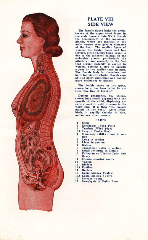 Amazing vintage anatomical charts of the male and female body animated